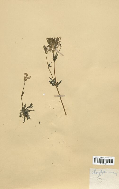 Chaerophyllum aureum (Apiaceae)