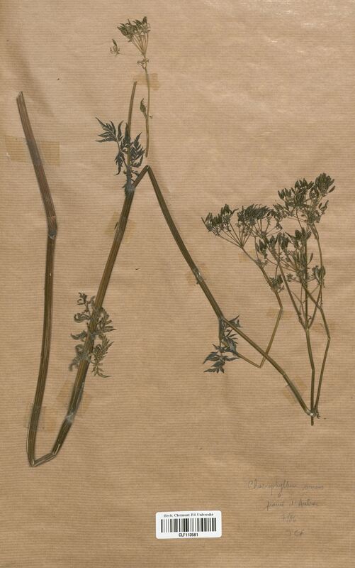 Chaerophyllum aureum (Apiaceae)