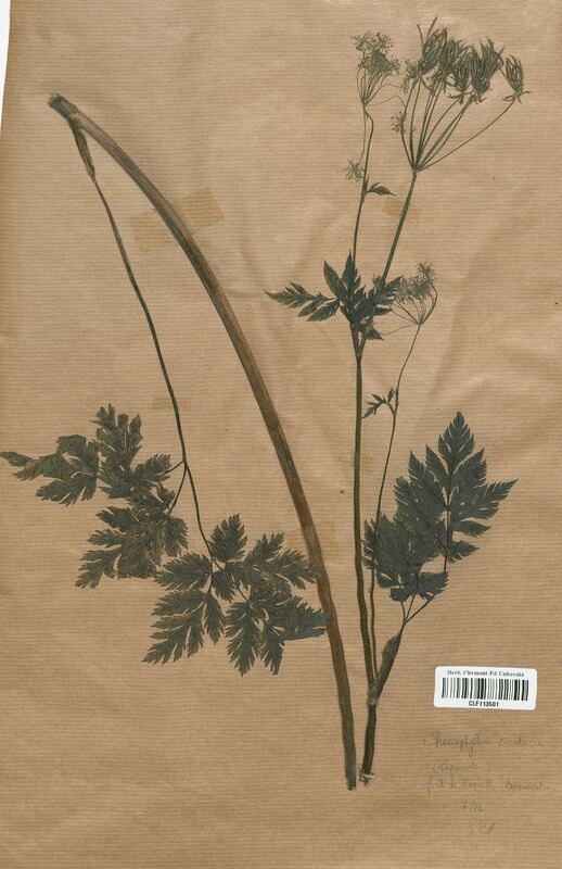 Chaerophyllum cicutaria (Apiaceae)