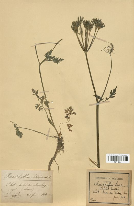 Chaerophyllum hirsutum (Apiaceae)