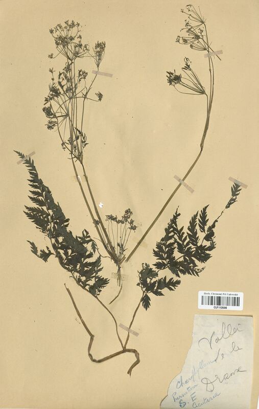 Chaerophyllum hirsutum cicutaria (Apiaceae)