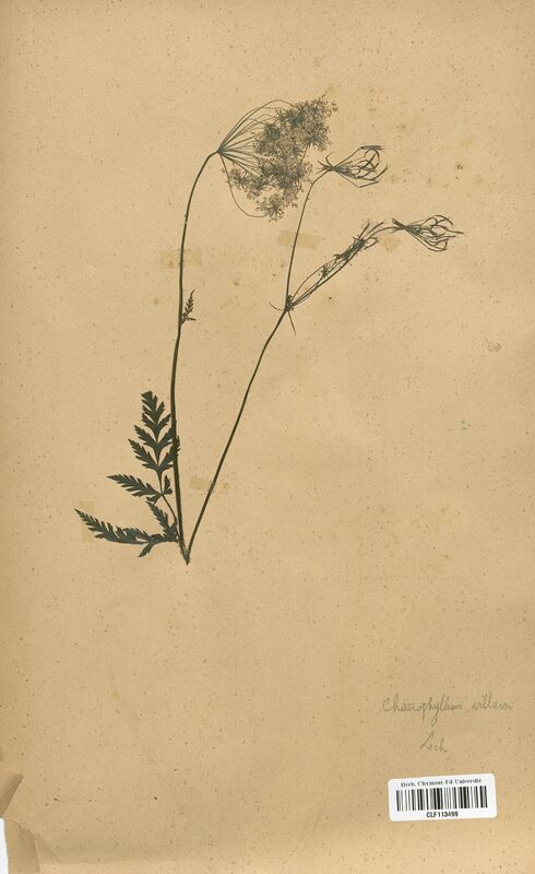 Chaerophyllum villarsi (Apiaceae)