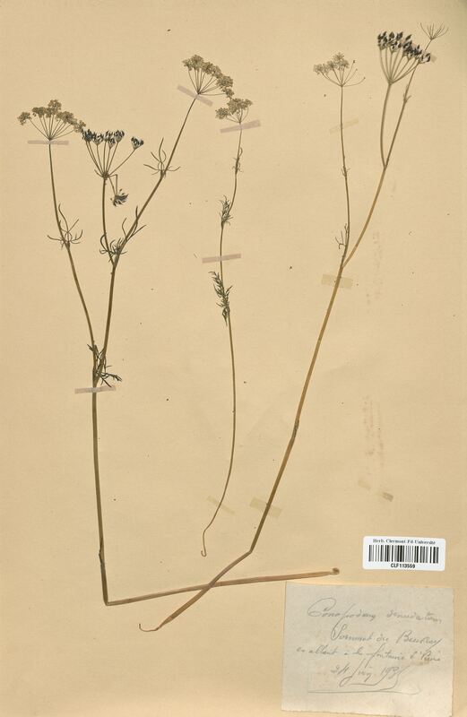 Conopodium denudatum (Apiaceae)