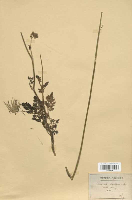 Daucus carota (Apiaceae)