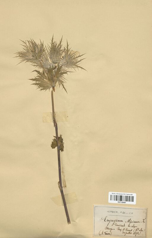 Eryngium alpinum (Apiaceae)