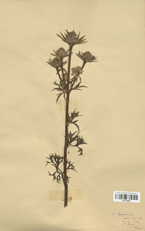 Eryngium bourgatii (Apiaceae)