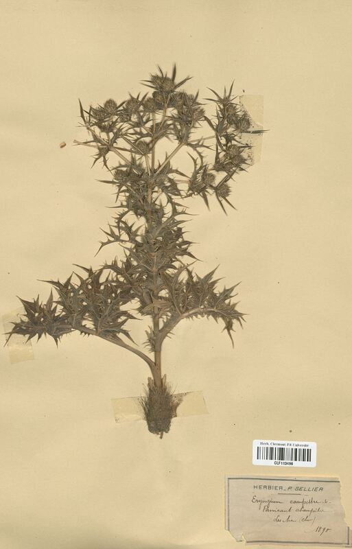 Eryngium campestre (Apiaceae)