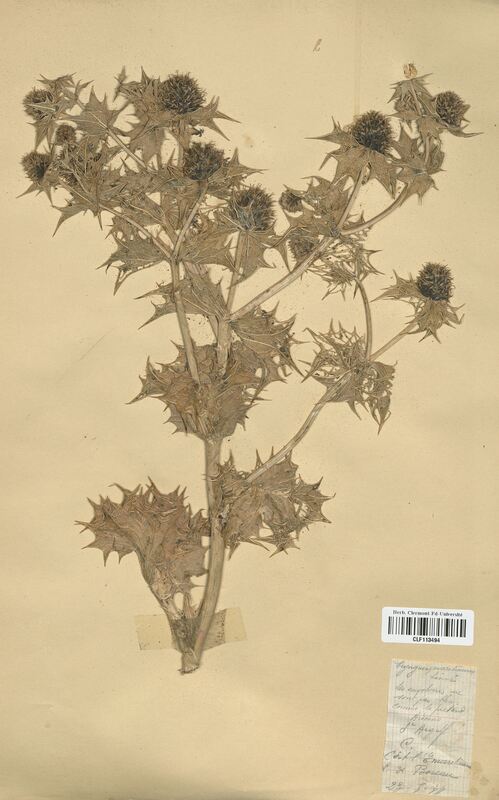 Eryngium maritimum  (Apiaceae)