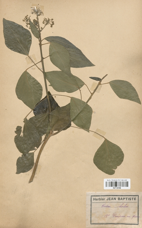 Hedera helix (Araliaceae)
