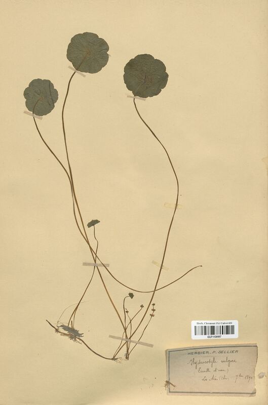 Hydrocotyle vulgaris (Apiaceae)