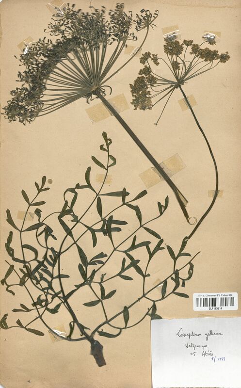 Laserpitium gallicum (Apiaceae)