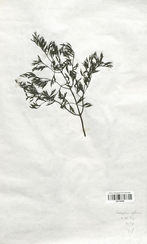 Laserpitium gallicum (Apiaceae)
