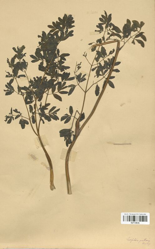 Laserpitium gallicum (Apiaceae)