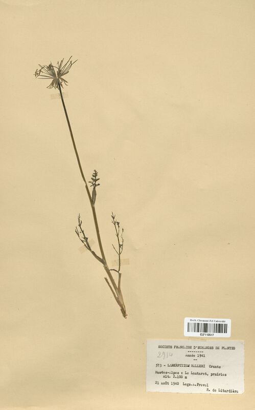 Laserpitium halleri (Apiaceae)