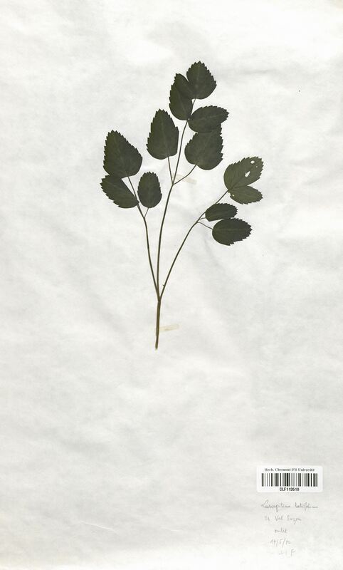Laserpitium latifolium (Apiaceae)