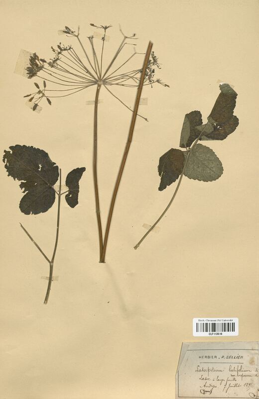 Laserpitium latifolium asperum (Apiaceae)