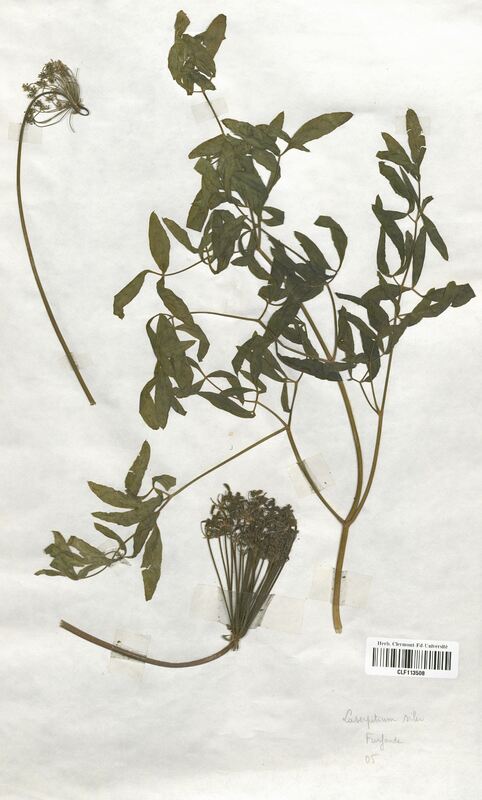 Laserpitium siler (Apiaceae)