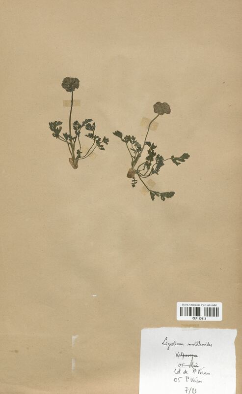 Ligusticum mutillenoides (Apiaceae)