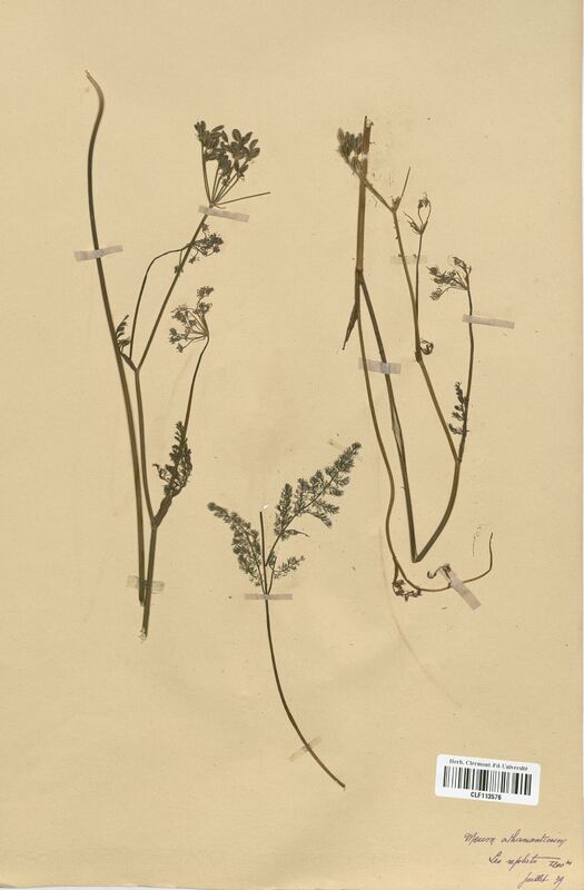 Meum athamenticum (Apiaceae)