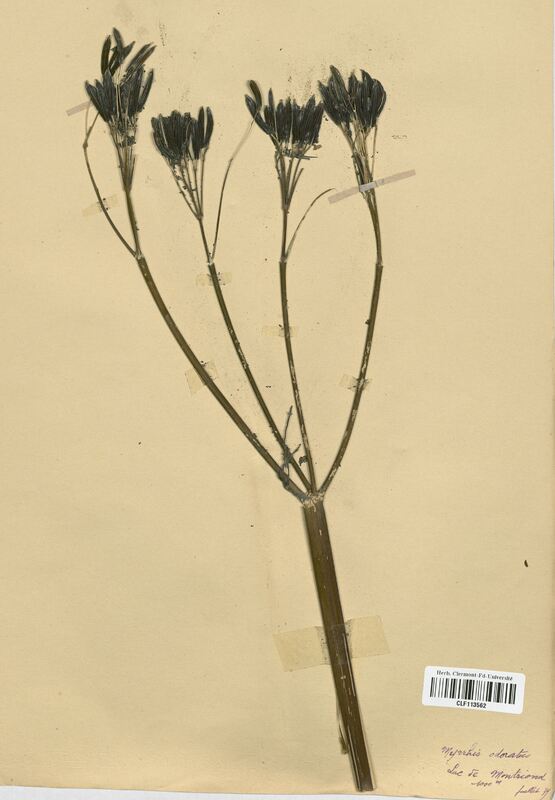 Myrrhis odorata (Apiaceae)