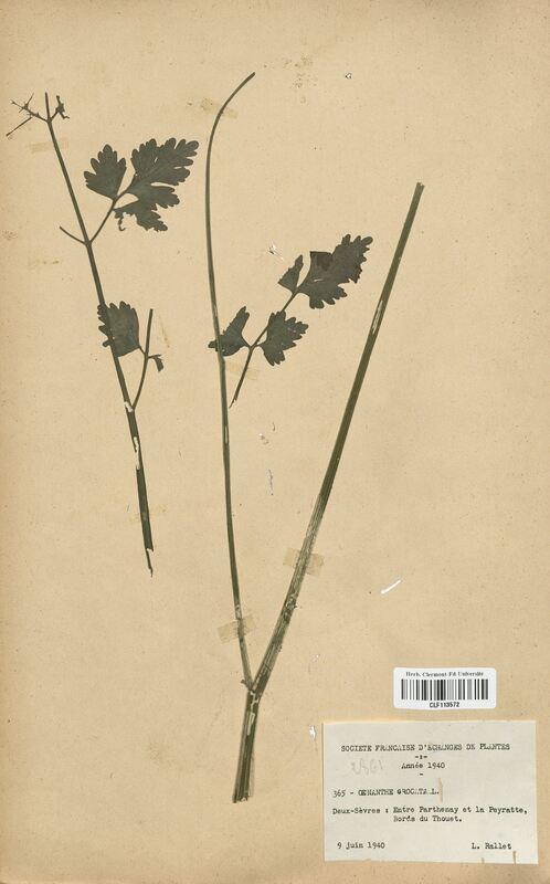 Oenanthe crocata (Apiaceae)