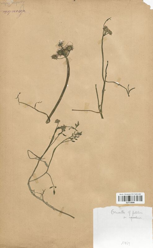 Oenanthe fistulosa (Apiaceae)