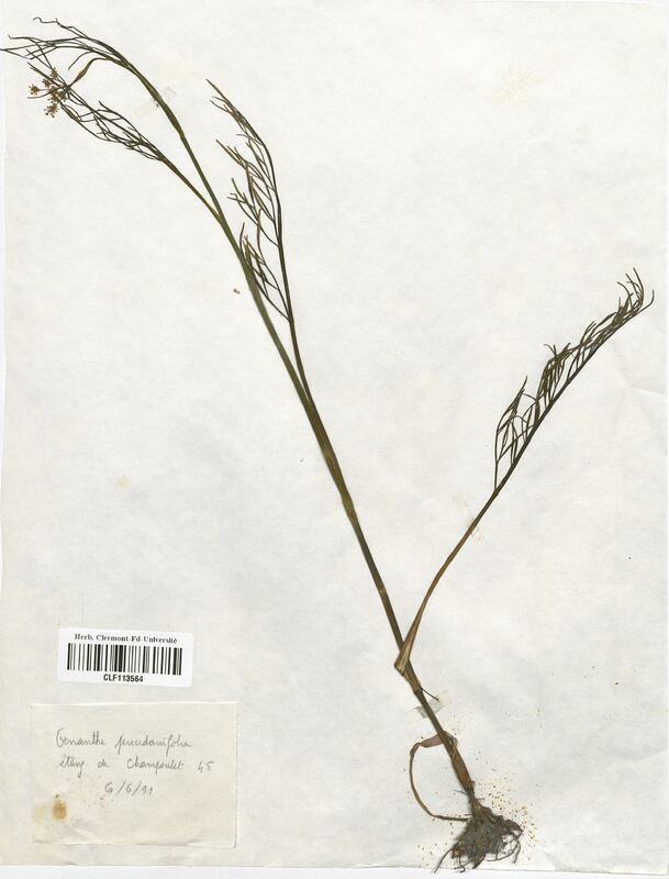 Oenanthe peucedanifolia (Apiaceae)