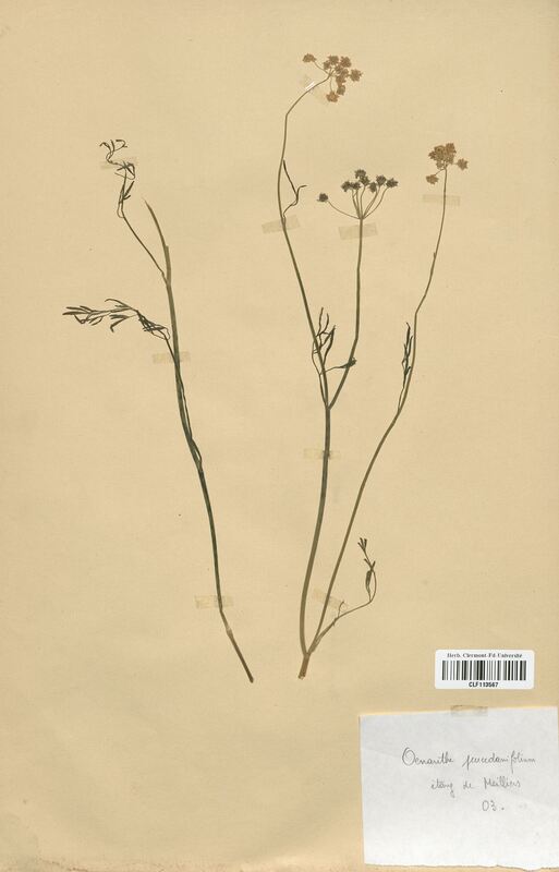 Oenanthe peucedanifolia (Apiaceae)