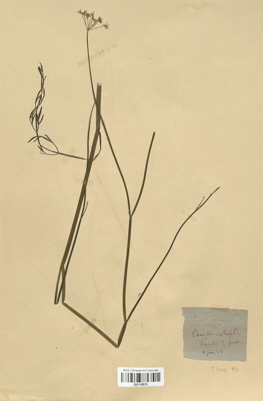 Oenanthe silaifolia (Apiaceae)