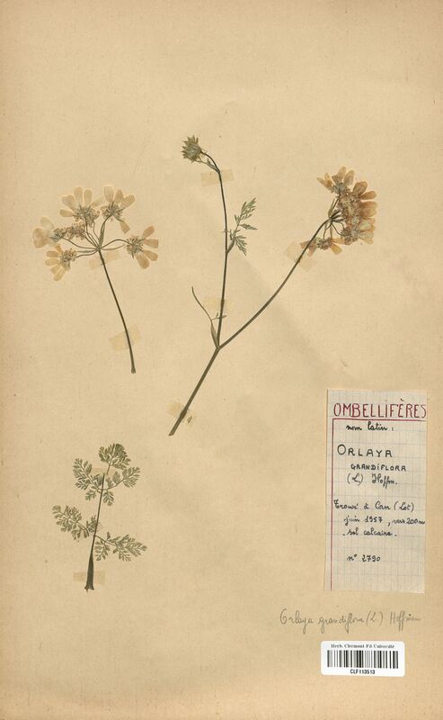 Orlaya grandiflora (Apiaceae)