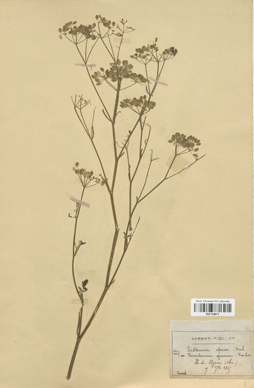 Pastinaca opaca (Apiaceae)