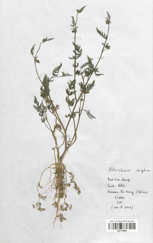 Petroselinum segetum (Apiaceae)