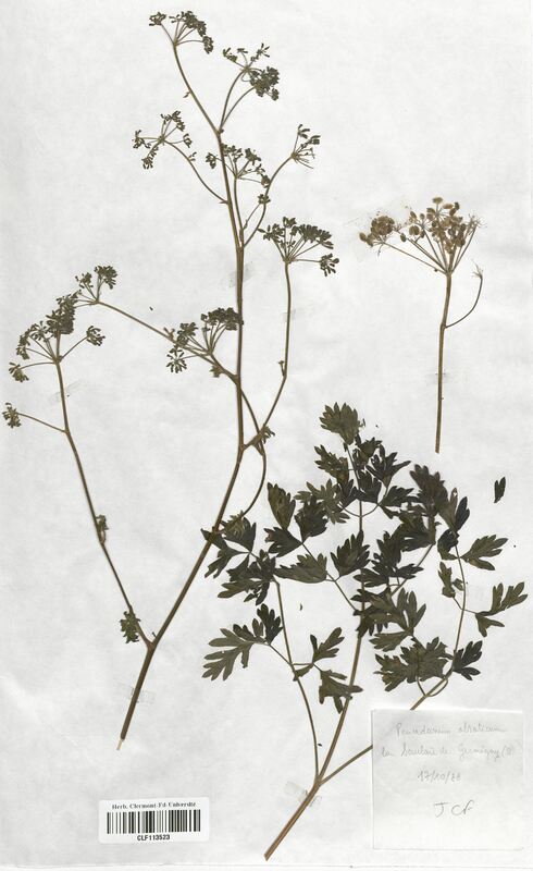 Peucedanum alsaticum (Apiaceae)