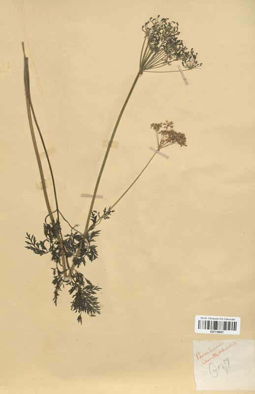 Peucedanum austriacum (Apiaceae)