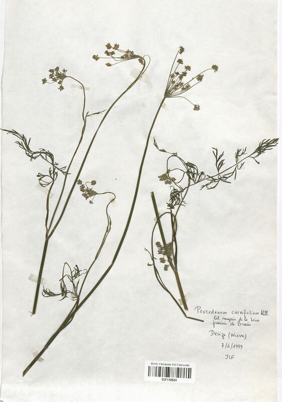 Peucedanum carvifolia (Apiaceae)