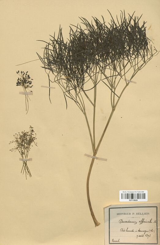 Peucedanum officinale (Apiaceae)