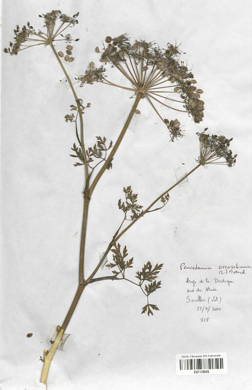 Peucedanum oreoselinum (Apiaceae)
