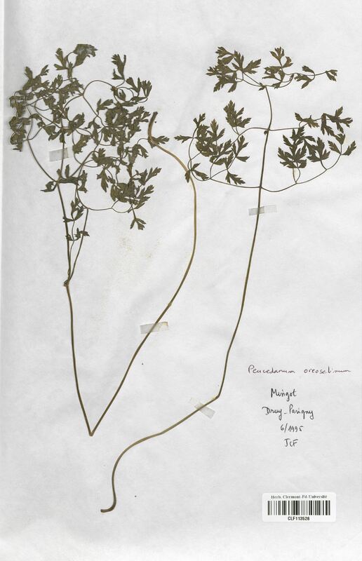 Peucedanum oreoselinum (Apiaceae)