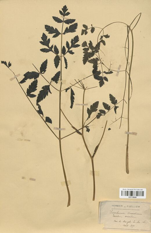 Peucedanum oreoselinum (Apiaceae)