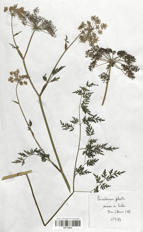 Peucedanum palustre (Apiaceae)
