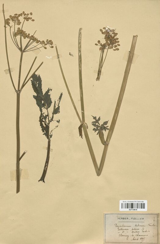 Peucedanum sativum (Apiaceae)