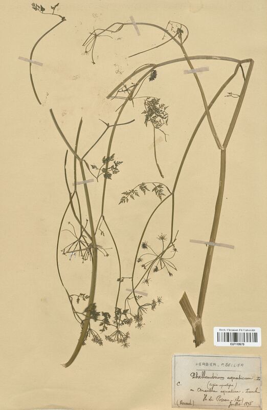 Phellandrium aquaticum (Apiaceae)