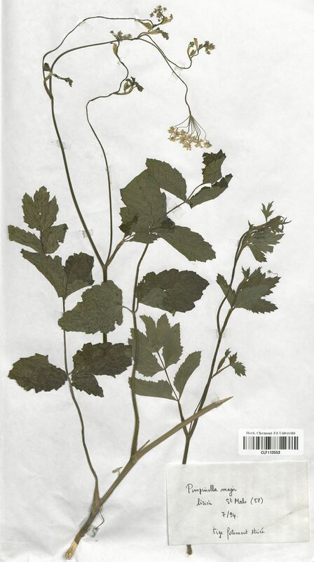 Pimpinella major (Apiaceae)