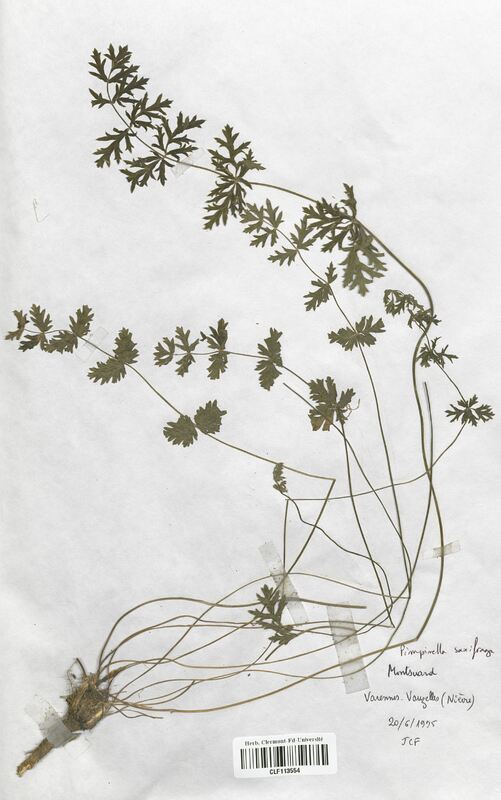 Pimpinella saxifraga (Apiaceae)