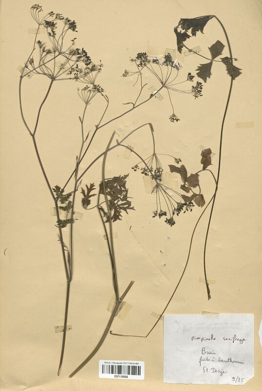 Pimpinella saxifraga (Apiaceae)