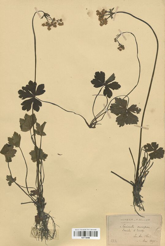 Sanicula europaea (Apiaceae)