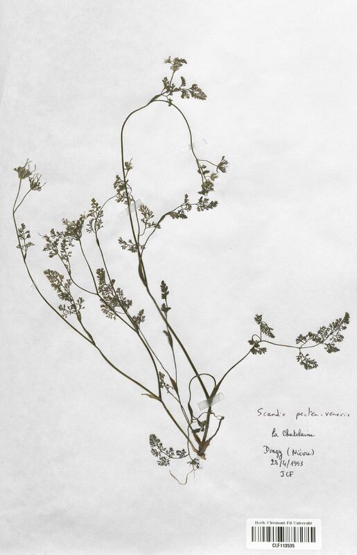 Scandix pecten-veneris (Apiaceae)