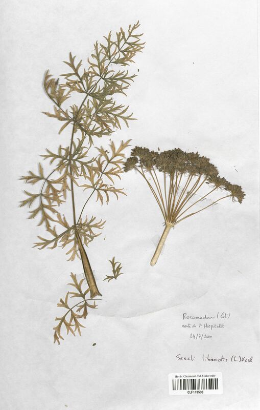 Seseli libanotis (Apiaceae)