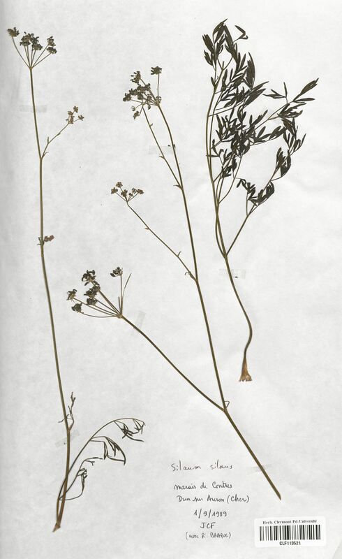 Silaum silaus (Apiaceae)