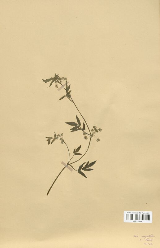 Sium angustifolium (Apiaceae)